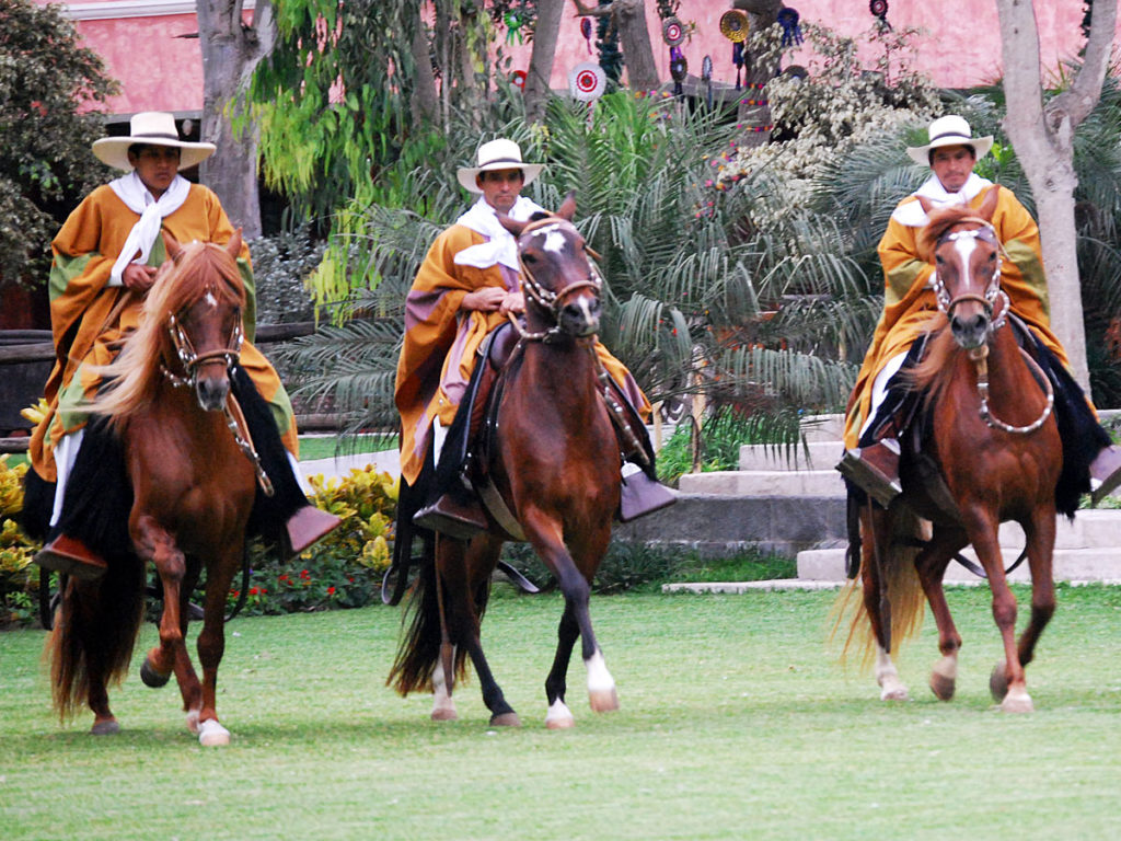 Conheça o cavalo Peruano de Paso