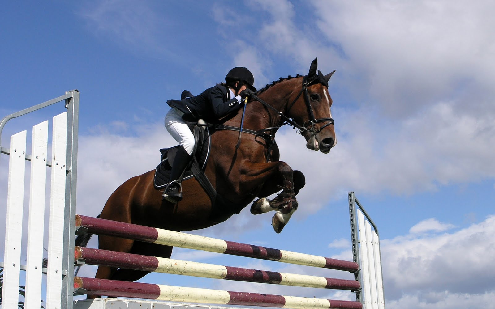 11 Esportes com Cavalos para conhecer e se encantar