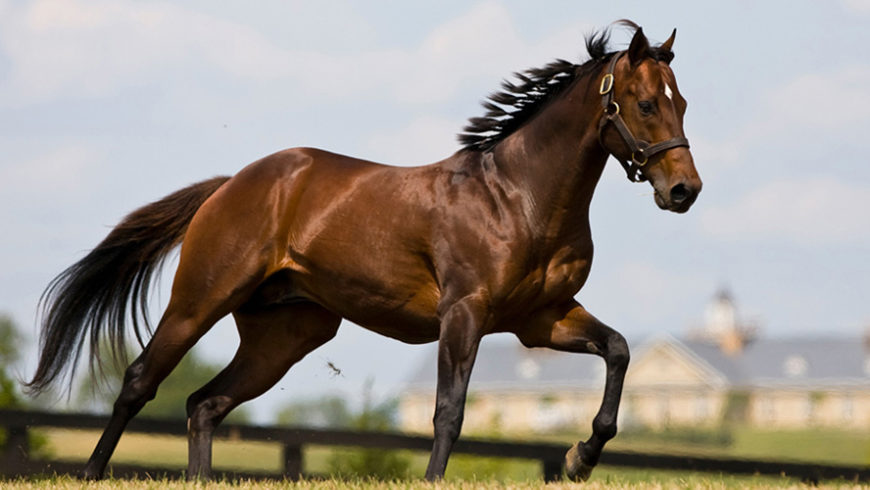 O cavalo mais caro do mundo: puro sangue inglês