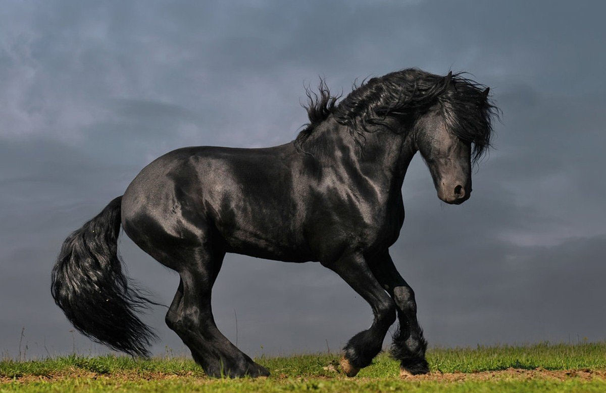 120 melhor ideia de Cara de cavalo  cavalos, arte cavalo, cavalos bonitos