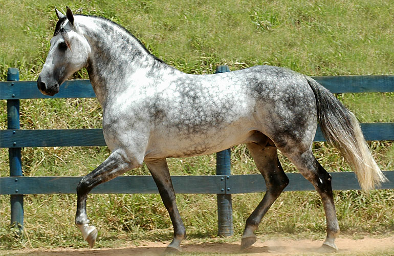 Foto de Lindo Cavalo De Criação e mais fotos de stock de Cavalo