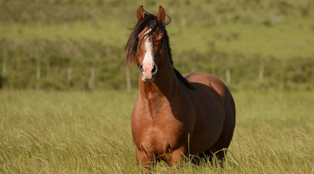 Cavalo quarto de milha