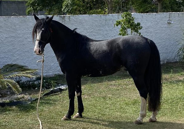 Coloração de Cavalos Online em COQUINHOS