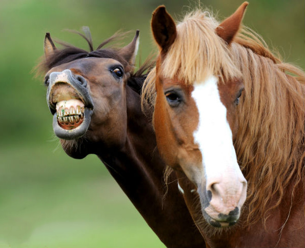 😆 Já viu um cavalo sorrindo?! - Agropecuária Querência