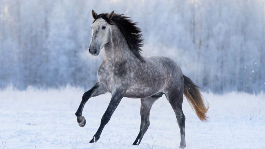 origem e história do cavalo andaluz